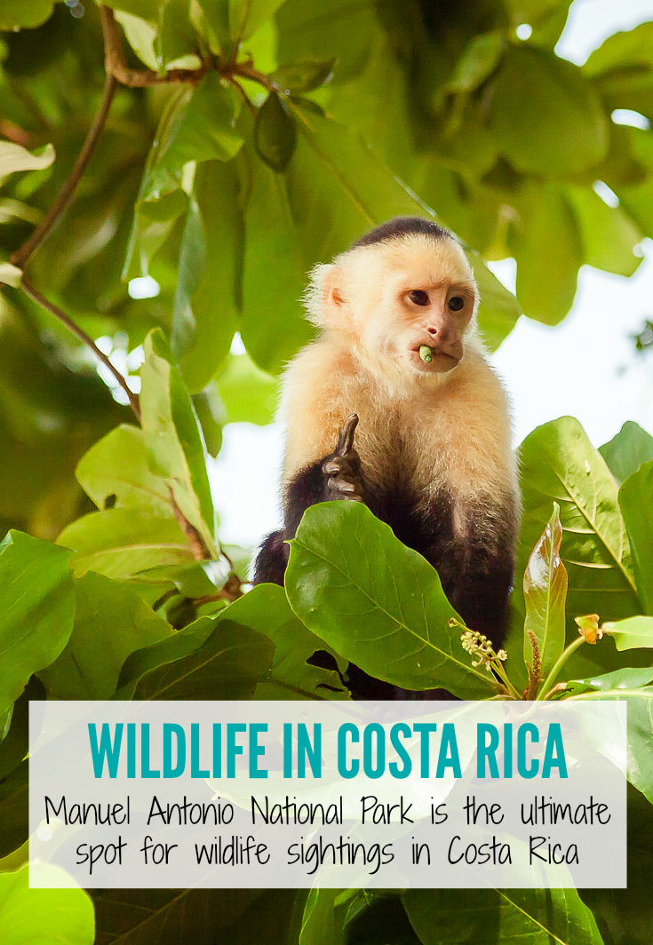 Manuel Antonio National Park in Costa Rica is the ideal spot to find wildlife during your next trip to Costa Rica | www.eatworktravel.com - The luxury adventure couple!